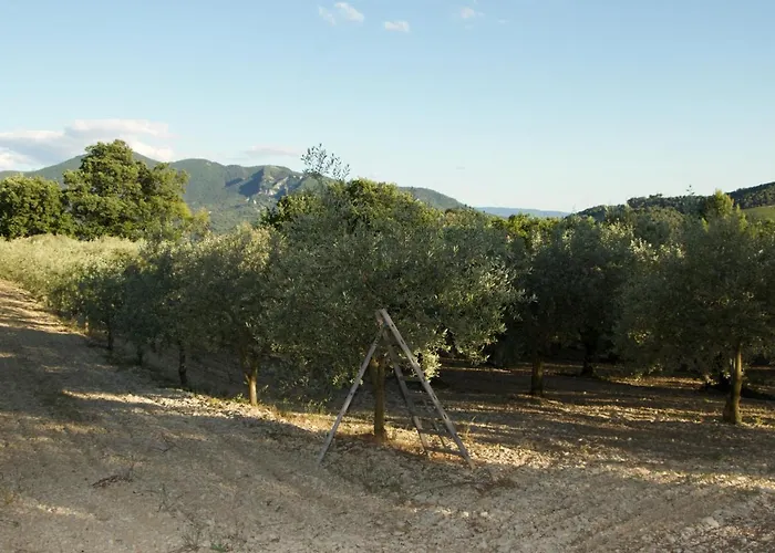 Mas Provencal La Serallere Au Coeur Des Oliviers